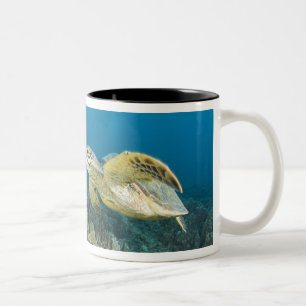 Den gröna havssköldpaddan, (Chelonia mydas), är de Två-Tonad Mugg