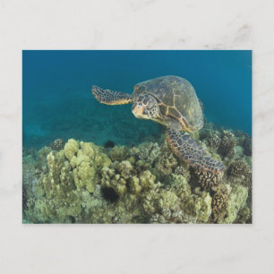 Den gröna havssköldpaddan, (Chelonia mydas), är de Vykort