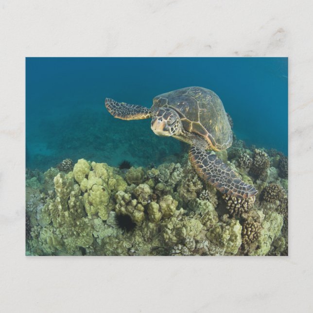 Den gröna havssköldpaddan, (Chelonia mydas), är de Vykort (Framsida)