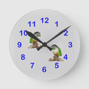 Den gröna kindConure väggen tar tid på Rund Klocka