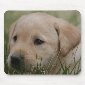 Den gula musen för den Labrador retrieveren Musmatta