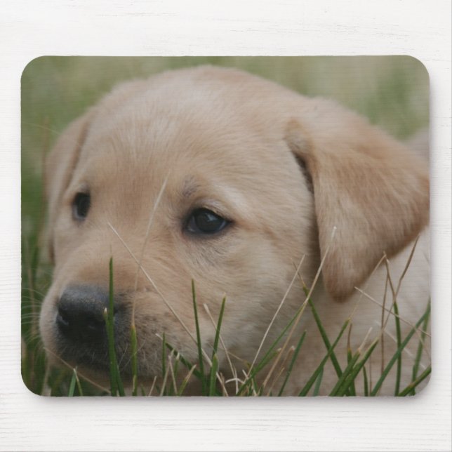 Den gula musen för den Labrador retrieveren Musmatta (Framsidan)
