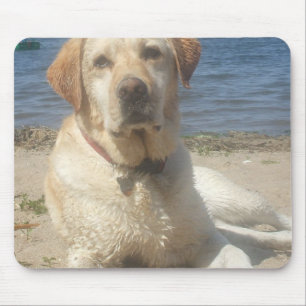 Den gula musen för den Labrador retrieveren Musmatta