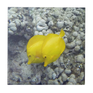 Den gula Tangfisken Kakelplatta