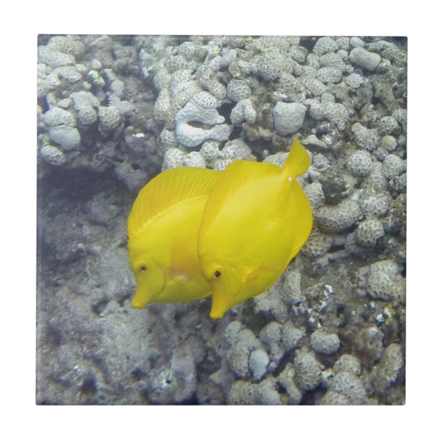 Den gula Tangfisken Kakelplatta (Framsidan)