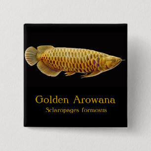 Den guld- Arowana fisken klämmer fast Knapp
