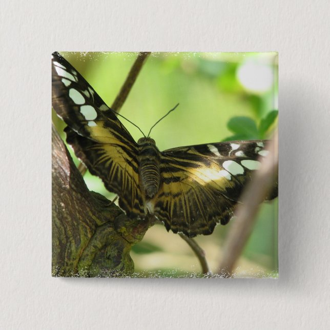 Den guld- fjärilen kvadrerar klämmer fast knapp (Framsida)