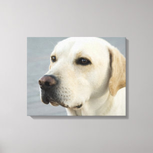 Den guld- Labrador retrieveren fotograferar Canvastryck