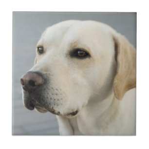 Den guld- Labrador retrieveren fotograferar Kakelplatta