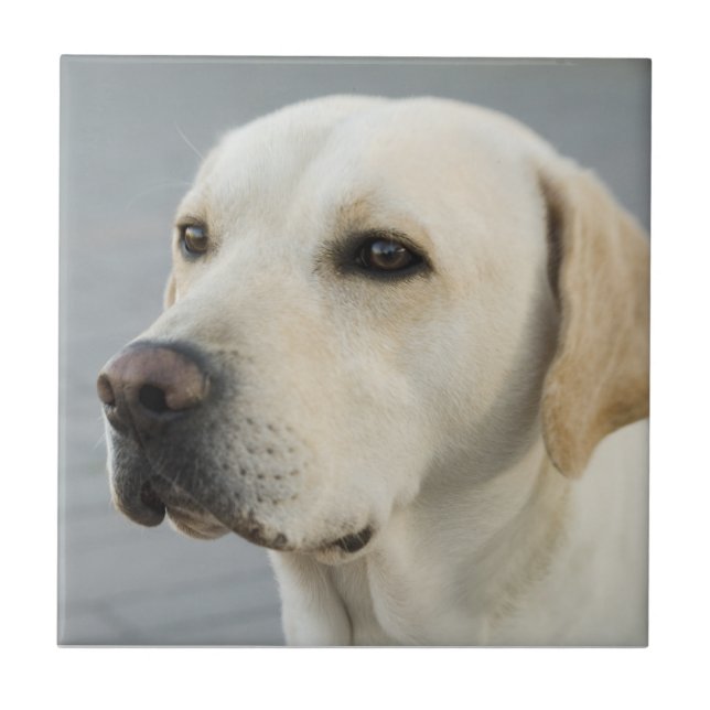 Den guld- Labrador retrieveren fotograferar Kakelplatta (Framsidan)