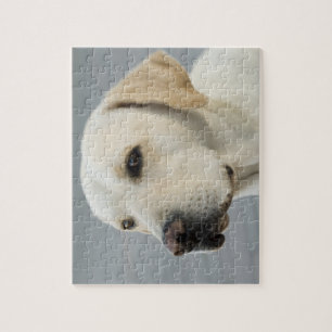 Den guld- Labrador retrieveren fotograferar Pussel
