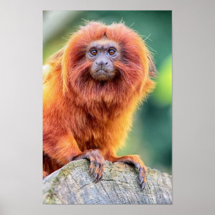 Den guld- lejona tamarinen perched loggar på tätt poster