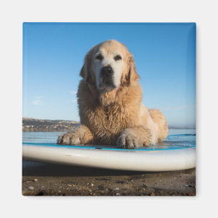 Den guld- Retrieverhunden som lägger på en paddl Magnet
