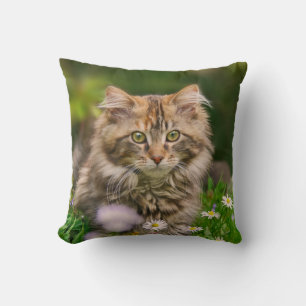 Den gulliga ängen för blomman för katten för den kudde