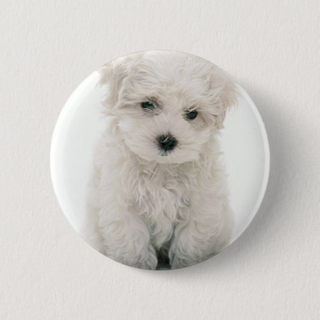 Den gulliga Bichon Frise rundan knäppas Knapp (Framsida)