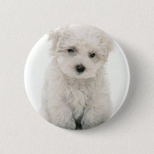 Den gulliga Bichon Frise rundan knäppas Knapp
