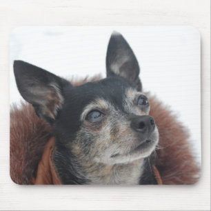 Den gulliga Chihuahuafotomusen vadderar Musmatta