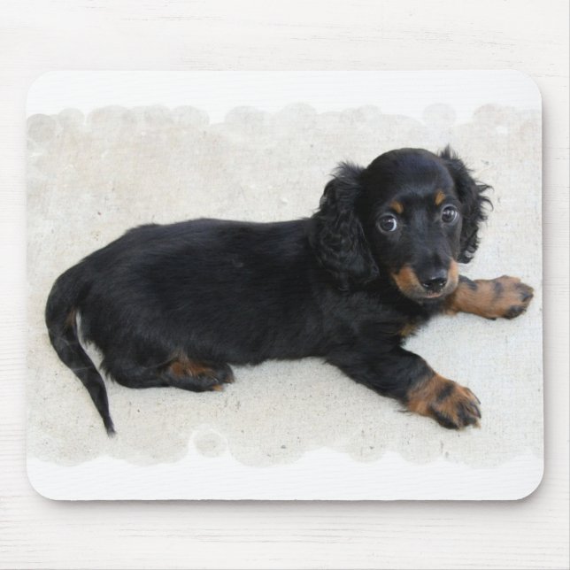 Den gulliga Daschund musen vadderar Musmatta (Framsidan)