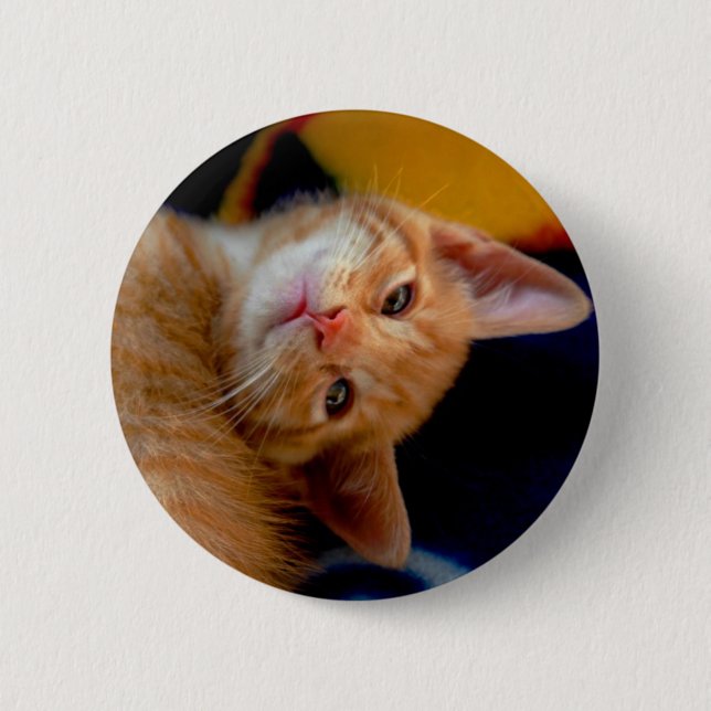 Den gulliga kattungen knäppas knapp (Framsida)