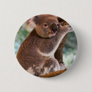 Den gulliga koalaen knäppas knapp