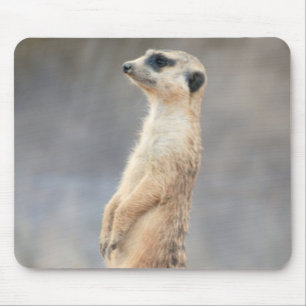 Den gulliga Meerkat musen vadderar Musmatta