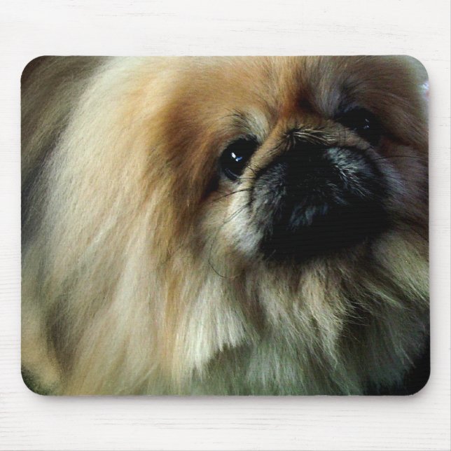 Den gulliga Pekingese musen vadderar Musmatta (Framsidan)