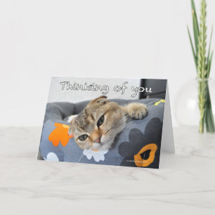 Den gulliga skotska veckkatten som är tänkande av kort