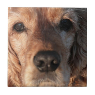 Den gulliga spanielen belägger med tegel kakelplatta