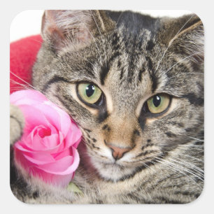Den gulliga tabby katt med steg fyrkantigt klistermärke