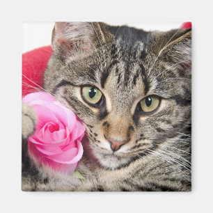 Den gulliga tabby katt med steg magnet