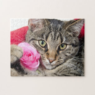 Den gulliga tabby katt med steg pussel
