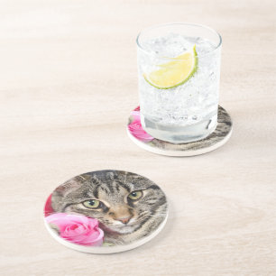 Den gulliga tabby katt med steg underlägg