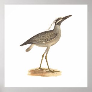 Den Gult-krökta nattöronen (Ardea violacea) Poster