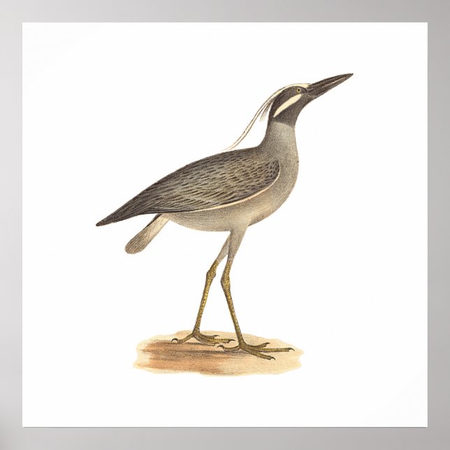 Den Gult-krökta nattöronen (Ardea violacea) Poster (Framsidan)
