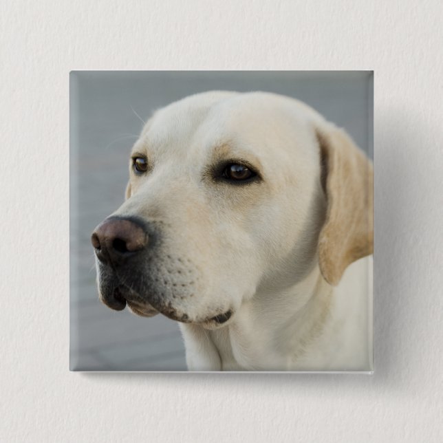 Den gyllene Labrador Knapp (Framsida)