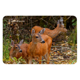 Den häpnadsväckande trion av Blacktail-Hjorten i s Magnet