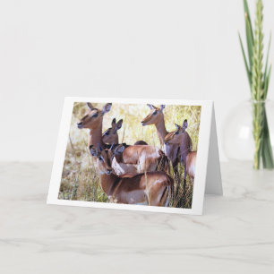 DEN HÄR GRUPPEN HJORT SKICKAR DIG BIRTHDAY ÖNSKEMÅ KORT