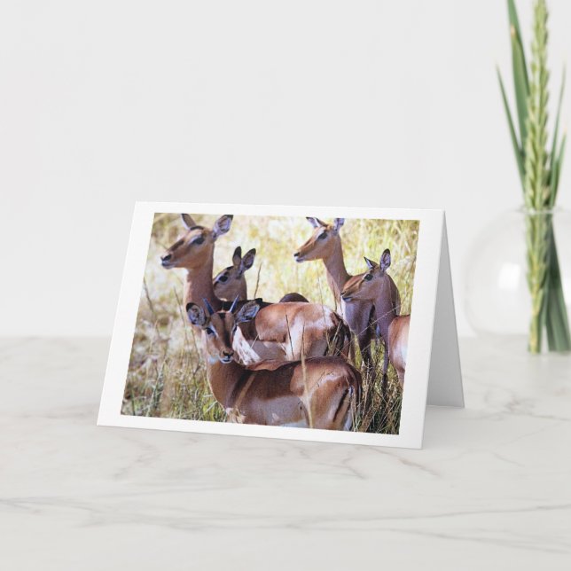 DEN HÄR GRUPPEN HJORT SKICKAR DIG BIRTHDAY ÖNSKEMÅ KORT (Framsida)