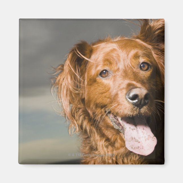 Den här hund är en del av guldkyrkan. magnet (Framsidan)