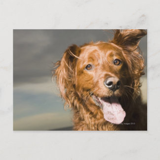 Den här hund är en del av guldkyrkan. vykort