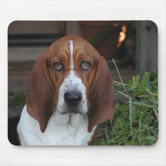 Den härliga Bassethundmusen vadderar Musmatta (Framsidan)