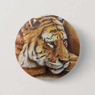 Den härliga Bengal tigern, räcker skissar Knapp
