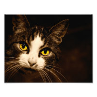 Den härliga katten synar fototrycket