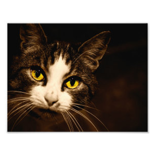 Den härliga katten synar fototrycket fototryck