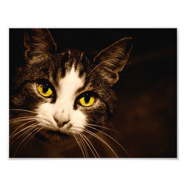 Den härliga katten synar fototrycket fototryck (Framsidan)