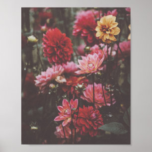 Den härliga rosan blommar fotoet i höst poster