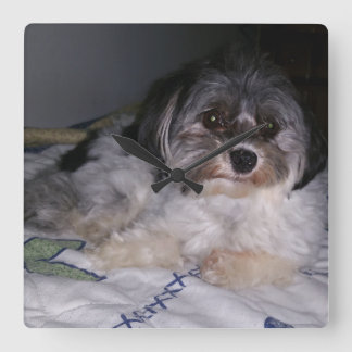 Den Havanese hunden, kvadrerar väggen tar tid på Fyrkantig Klocka