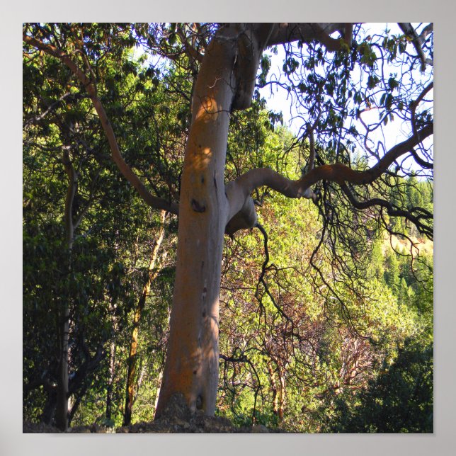 Den hemsökta träd..... poster (Framsidan)