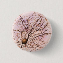 Den Hippocampal neuronen - knäppas & klämma fast