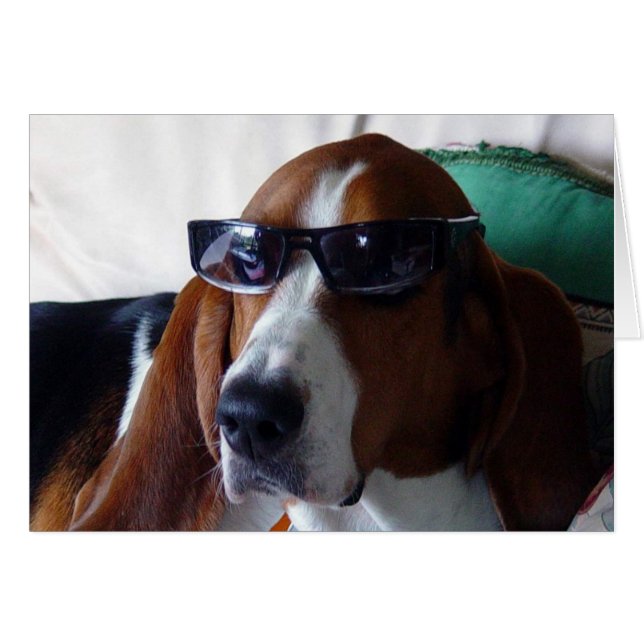 Den hound hund är en kool kat. hälsningskort (Framsidan Horizontal)